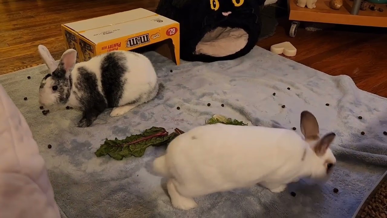 Rooksie (harlequin) chases Jellybean for dominance