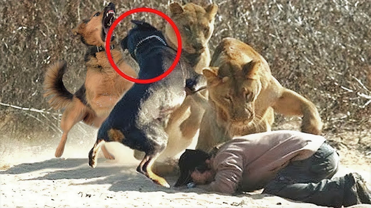 15 Most Fearless Dog Breeds in the World