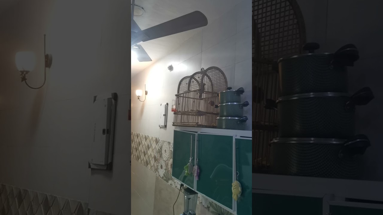 بلبل وحشي