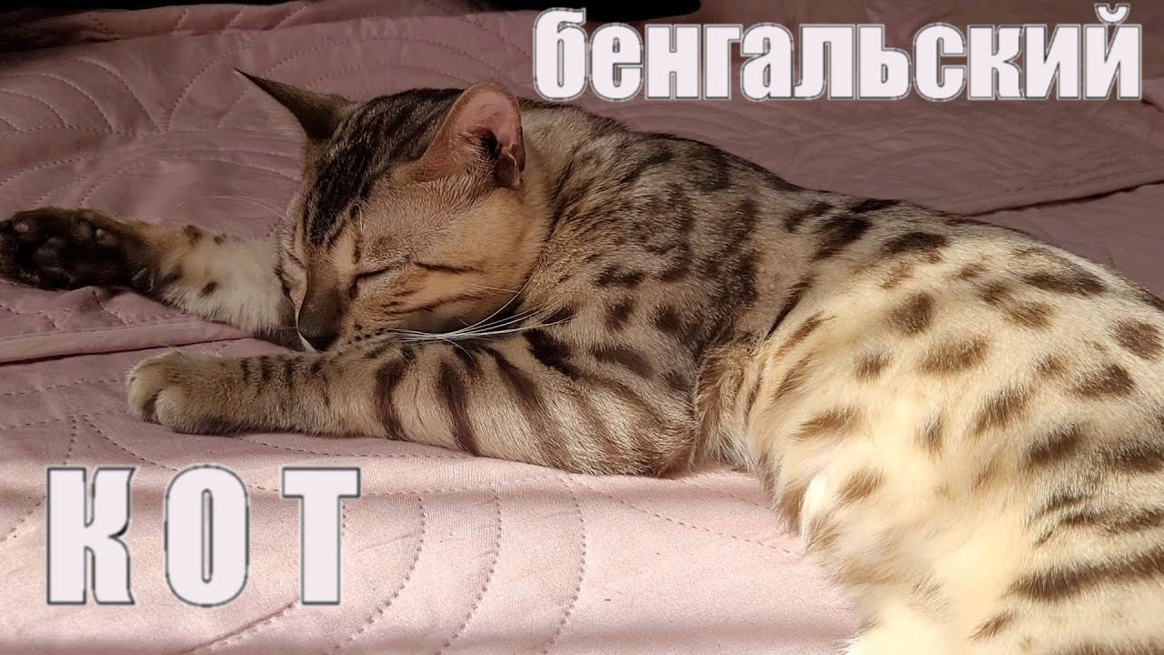 БЕНГАЛЬСКИЙ КОТ ПЛЮСЫ И МИНУСЫ ПОРОДЫ СТОИТ ЛИ ЗАВОДИТЬ ?