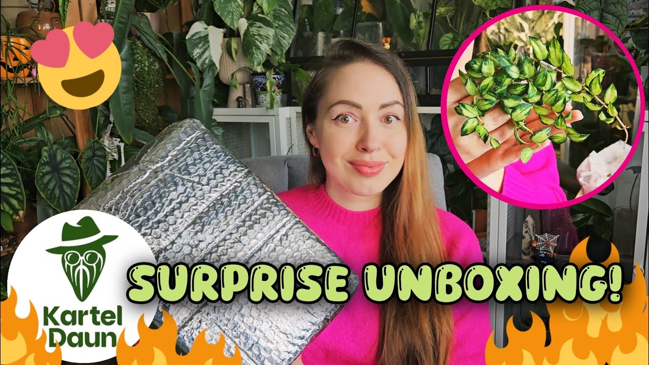Unboxing import plants from Kartel Daun! 📦 Anthurium hybrids & Hoya 🌿
