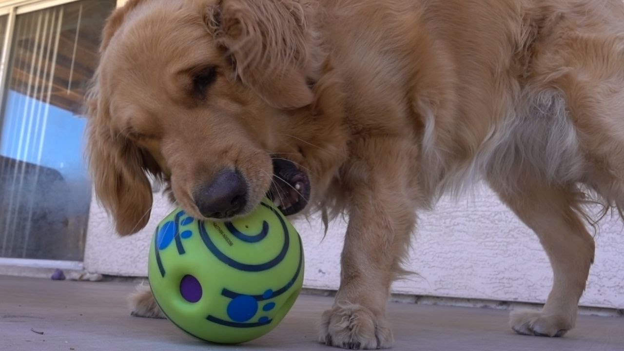 Wobble Wag Giggle Review: Bailey Strikes Back!