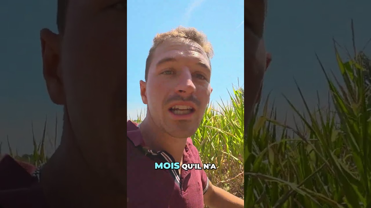 Ma&iuml;s en D&eacute;tresse : L'Impact D&eacute;vastateur de la S&eacute;cheresse #shorts