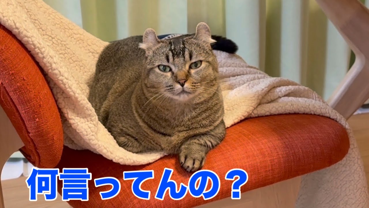 猫は小さな声でも聞き分けているのか？3匹で試した結果