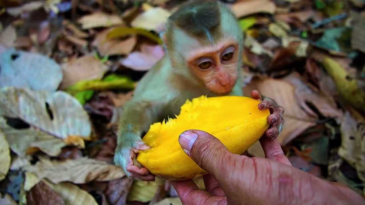 Not Hard But Happy Time With Monkey Joyce's Family And ...