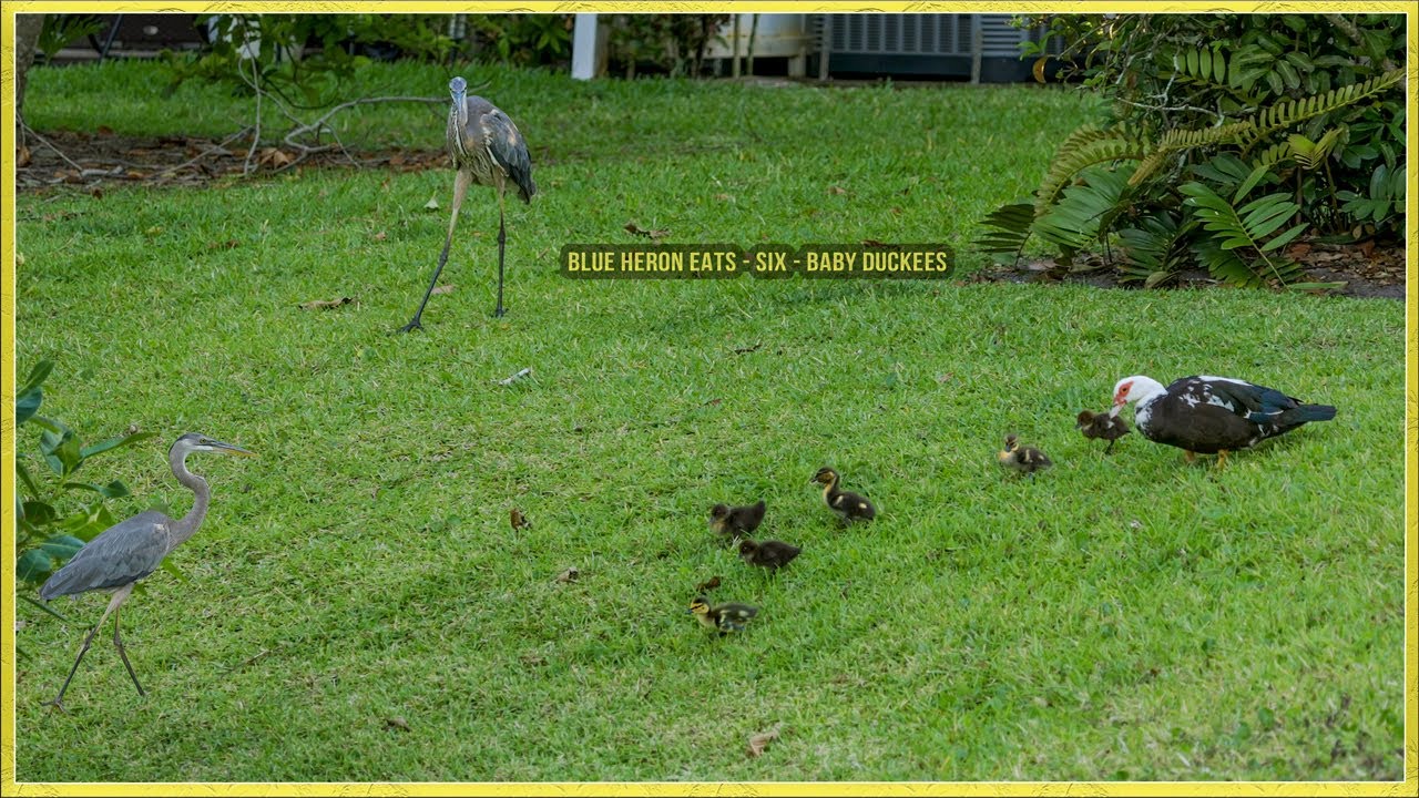 Great Blue Heron eating six baby ducklings