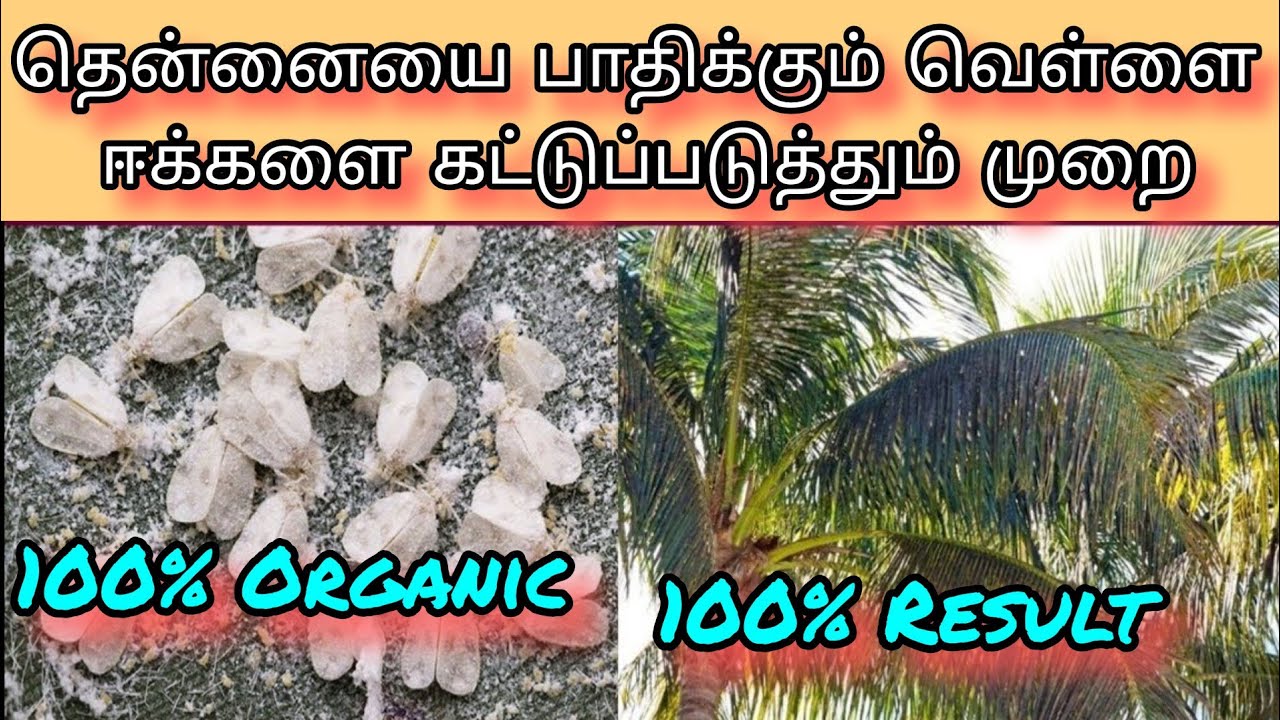தென்னை வெள்ளை ஈ தாக்குதலை கட்டுப்படுத்தல் @Uyirma-velanmai
