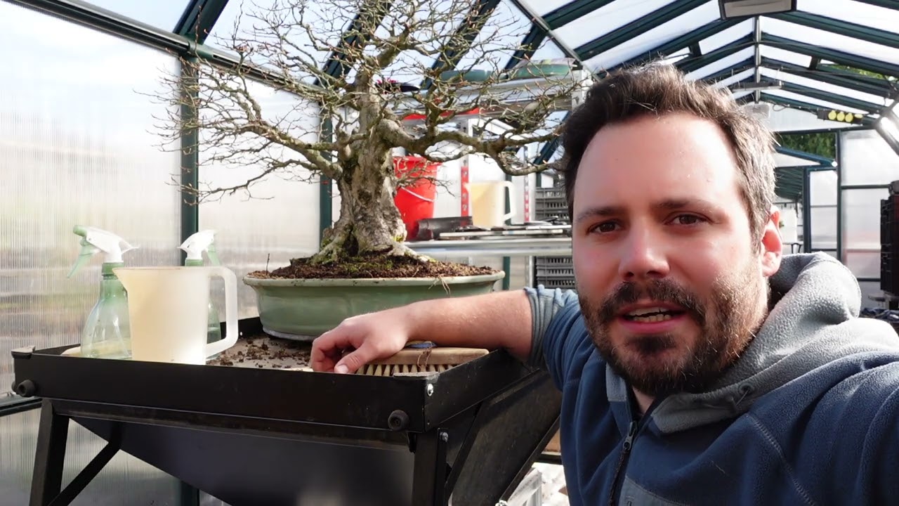 Großer koreanischer Hainbuchen-Bonsai bekommt Roman Husmann Schale