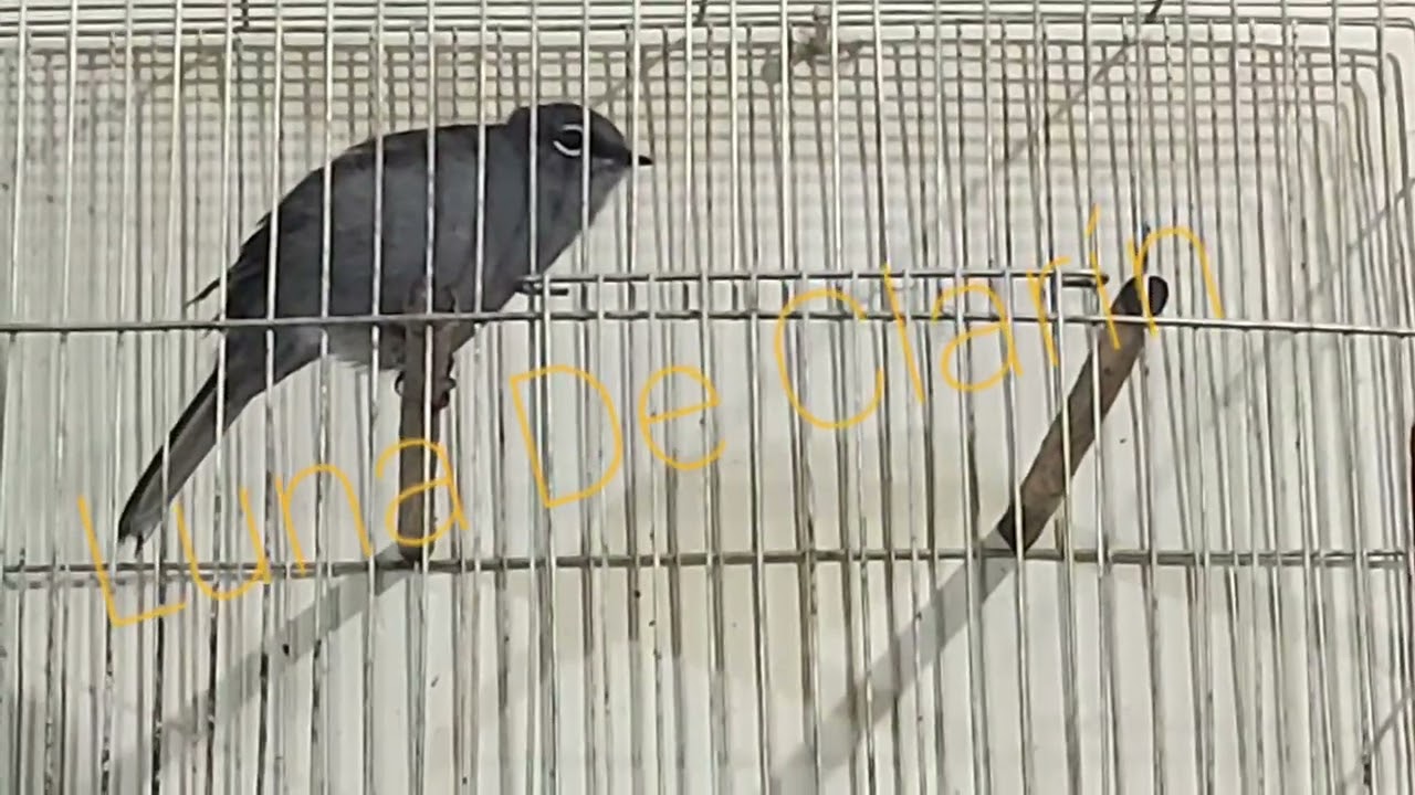clar&iacute;n cabresto