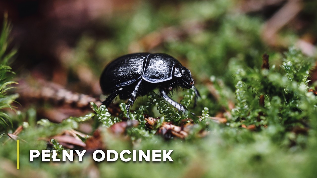 Mali, lecz potężni: świat chrząszcza gnojowego | Ikony Dzikiej Przyrody 103