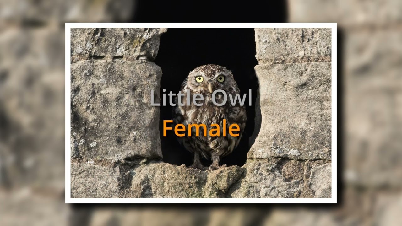 Owl slideshow part 2