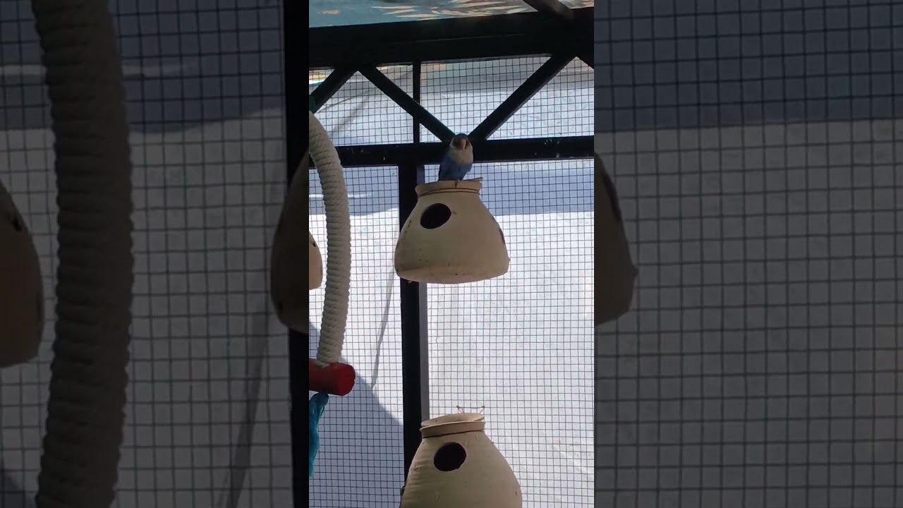 My birds cages setup at home