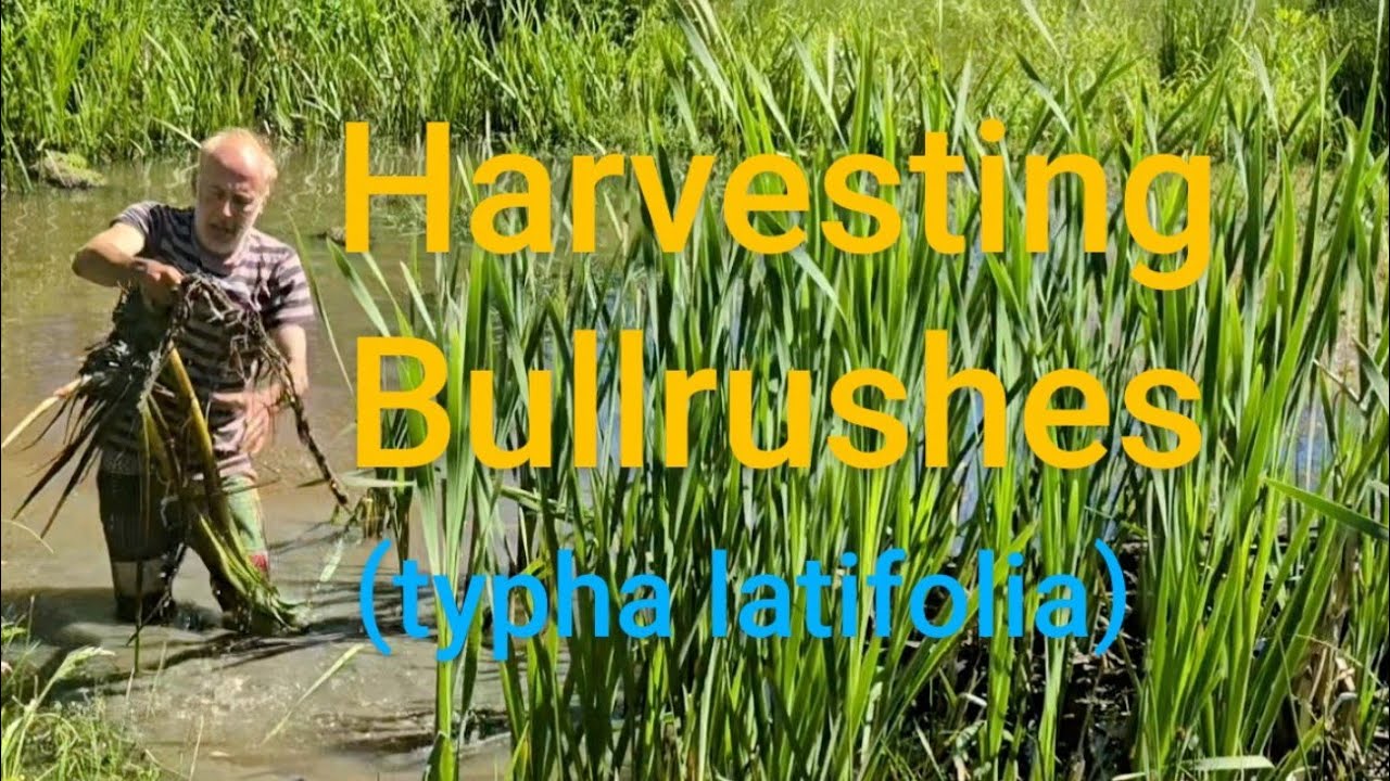 Harvesting Bullrushes #adventure #herbs #foraging #waterplant #ponds #permaculture #exercise #ideas