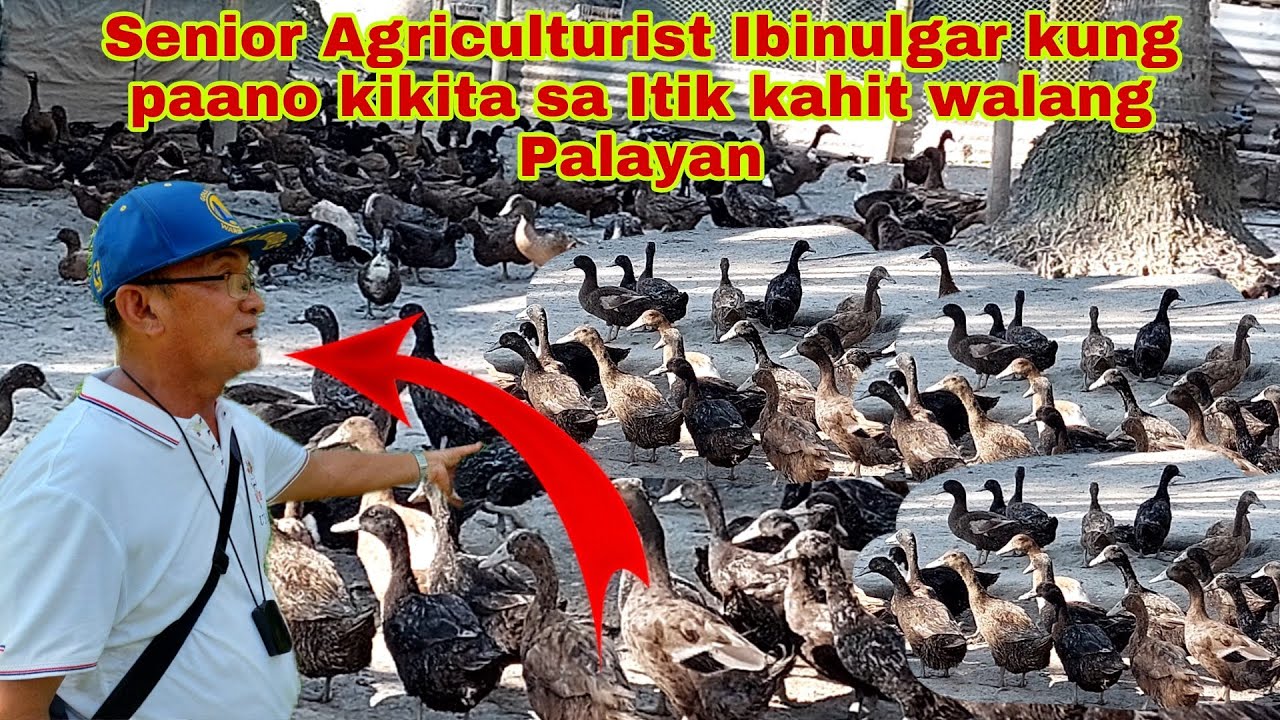 Agriculturist Ibinahagi ang diskarte para Kumita sa Itik Farming at iba pa.