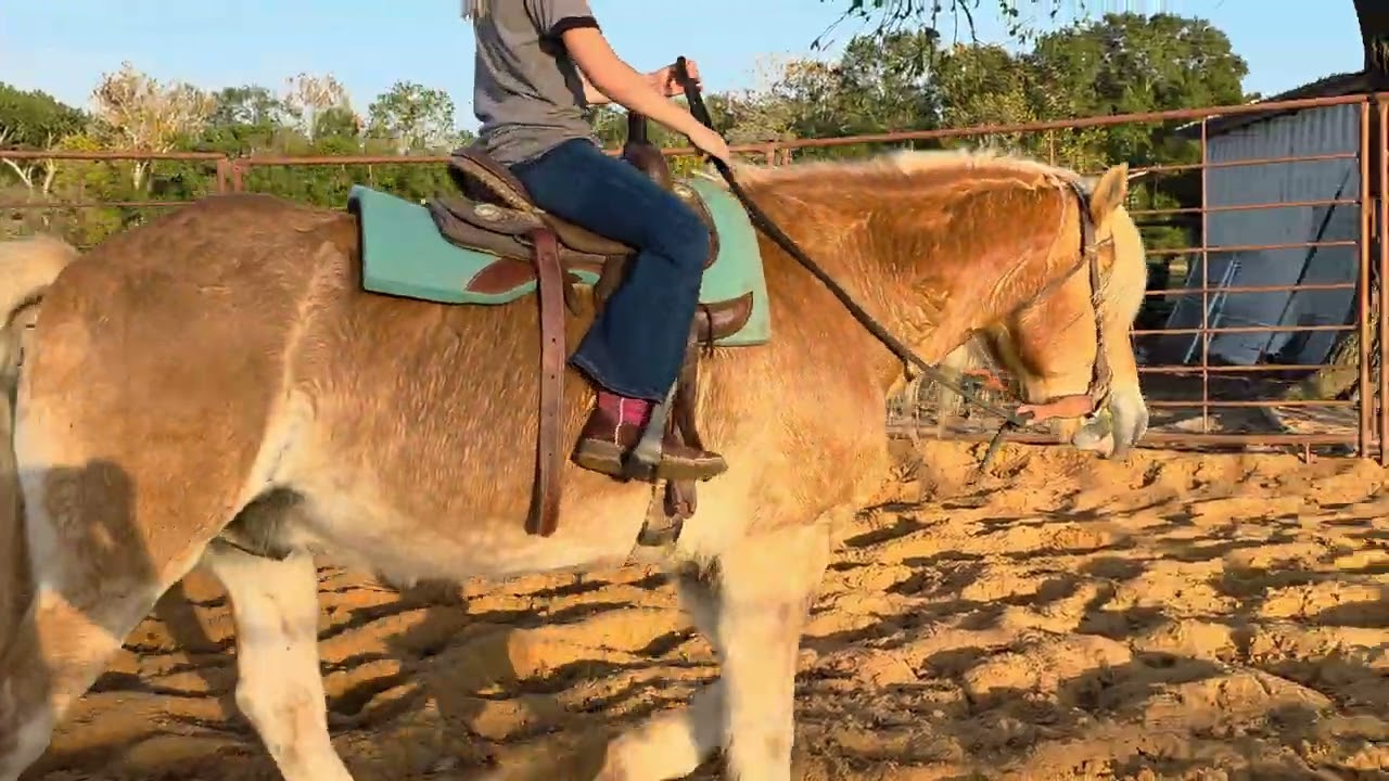 Ace & 9 yo Allison 11/18/25