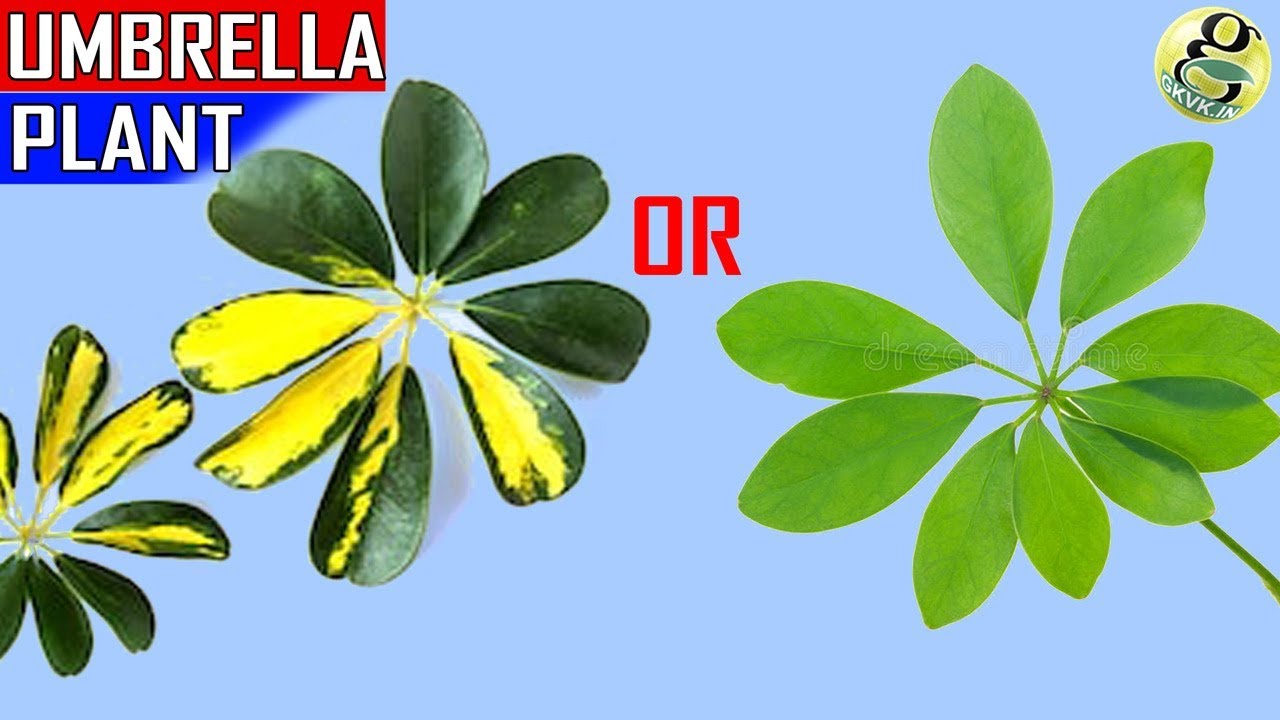 UMBRELLA TREE: SCHEFFLERA PLANT CARE TIPS AND PROPAGATION