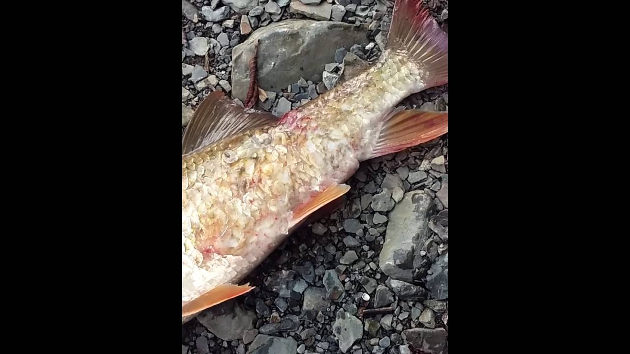 Survivor of a mystery fish attack