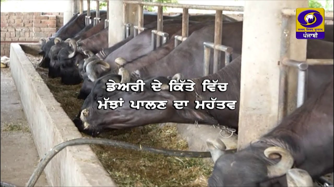 Сади Хети II Наше сельское хозяйство II Важность выращивания буйволов в молочном животноводстве I...