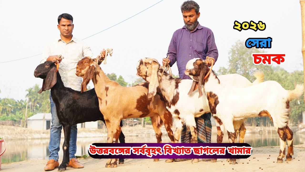 কমরেটে দেশসেরা আকর্ষণীয় বিগ সর্বশ্রেষ্ঠ সুপারহিট তোতাপুরী,হরিয়ানা,শিরোহি,যমুনাপারি ও বিটল কিনুন।