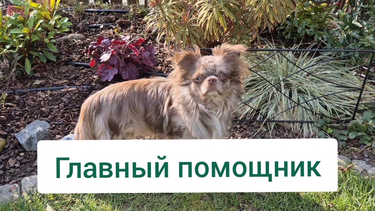 ВЕСЕННИЕ РАБОТЫ В САДУ🌷ПОСАДКИ УХОД ЗА РОЗАМИ И МОЙ ПОМОЩНИК ЛАКИ🏡Часть 1