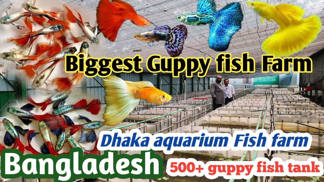 Guppy মাছের খামার | Biggest Guppy fish farm | Dhaka / Bangladesh
