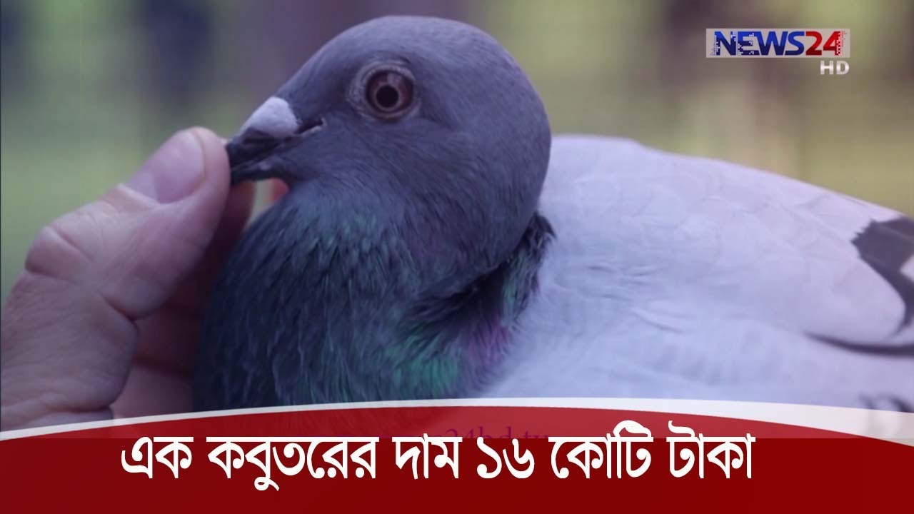 এক কবুতর বিক্রি হলো ২০ লাখ ডলারে 16Nov.20|| Expensive Pigeon in The World