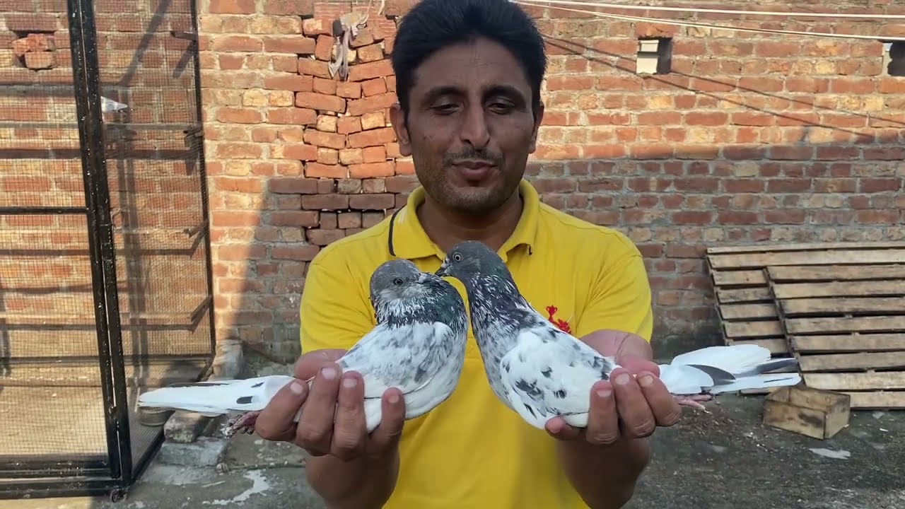 انمول دس پر صاف بریڈر جوڑا خریدا۔ piplan walay kabootar