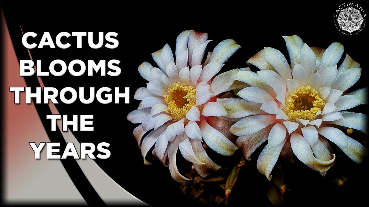Cactus Blooms Through The Years - With Names | #Cactus & #Succulent Collection