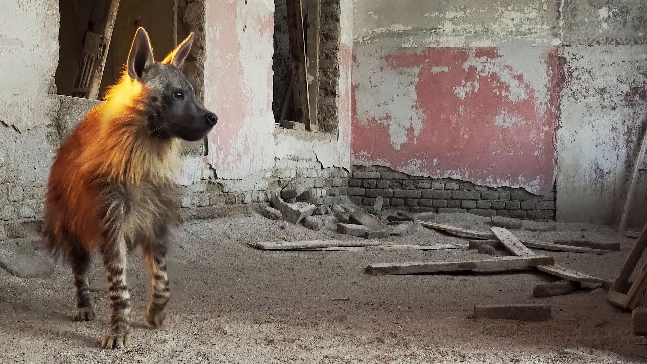 This Ghost Town Is Home To Africa's Rarest Predator | BBC Earth
