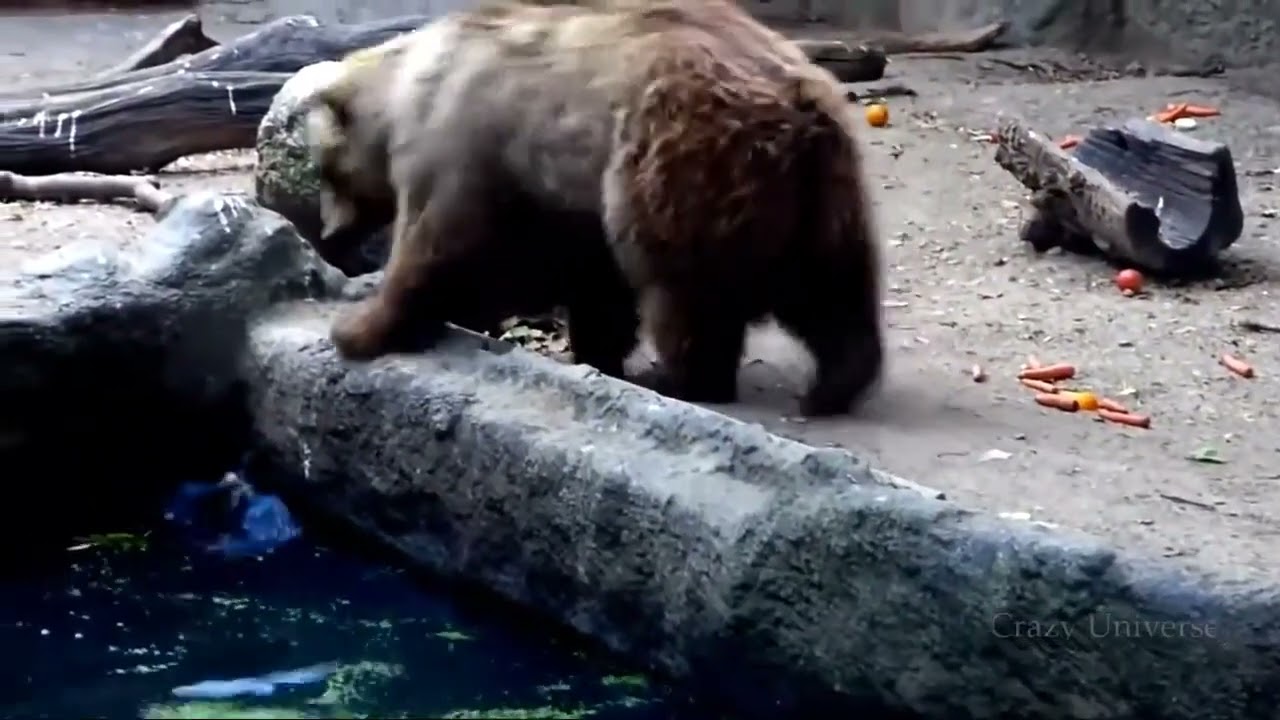 INCR&Iacute;VEL ANIMAIS SALVANDO OUTROS ANIMAIS!
