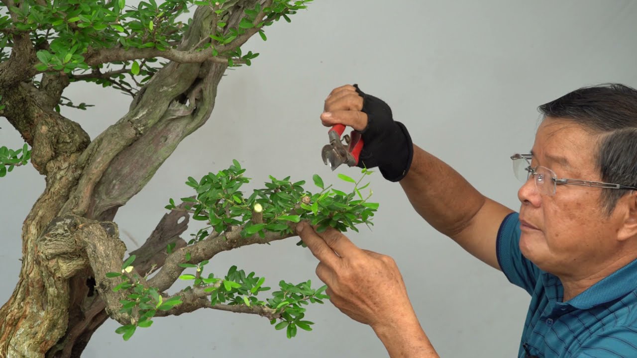 BONSAI CHO MỌI NGƯỜI ( TẬP 29 ) TRẦN THẮNG OFFICIAL : LINH SAM DÁNG TRỰC  (2012 - 2021)