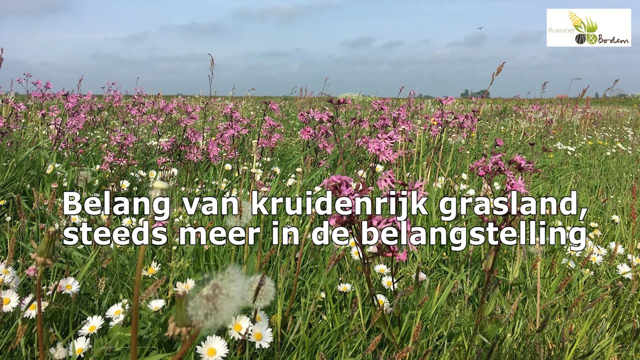 Kruidenrijk grasland