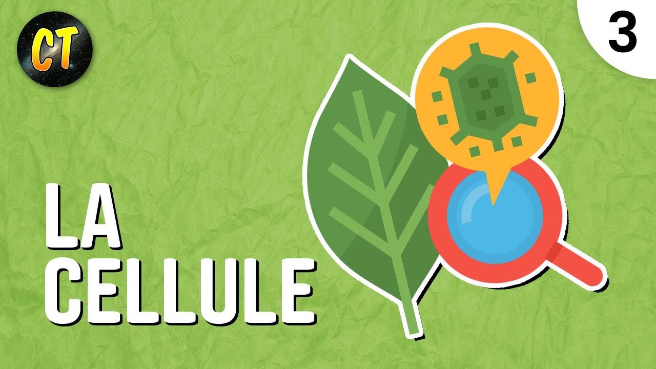 La cellule et la membrane plasmique