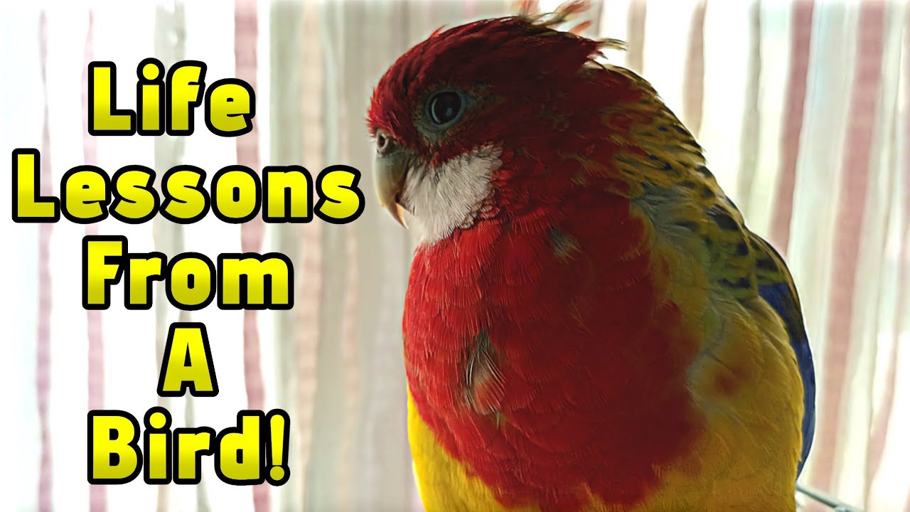 6 Things My Bird Taught ME (Life Lessons)