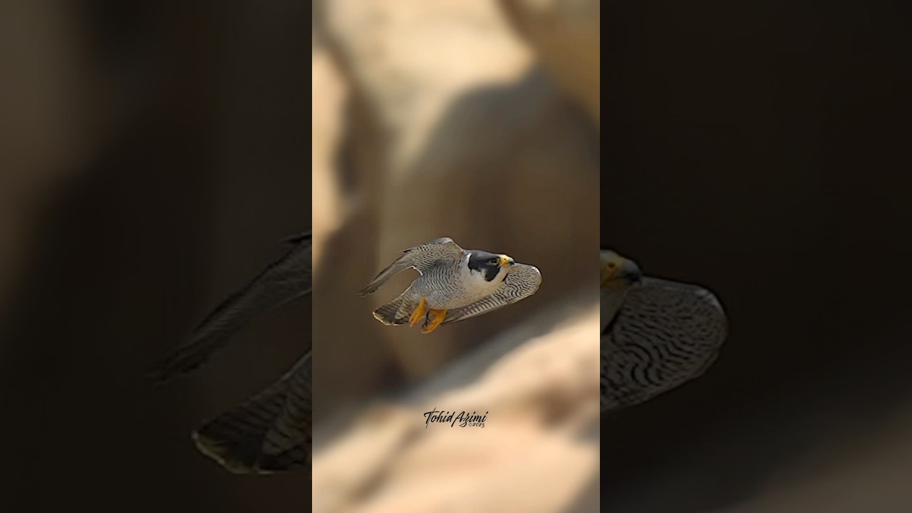 Peregrine Falcon in flight. From Recorded speed to super slow motion. #falcons #peregrinefalcon