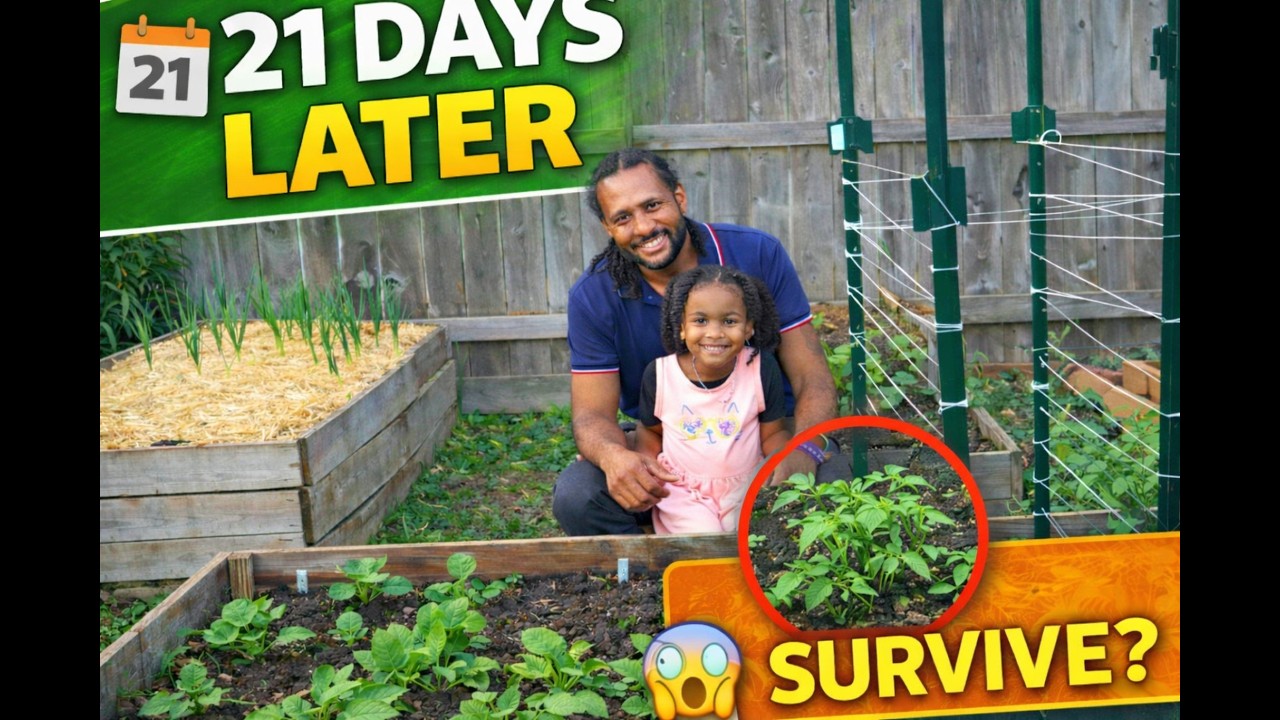 Did Our Transplants Survive 21 Days? Garden Reality Check 🌱