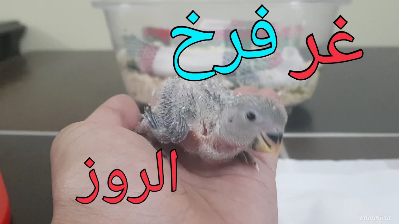 غر فرخ الروز | سبحان الله طائر غريب