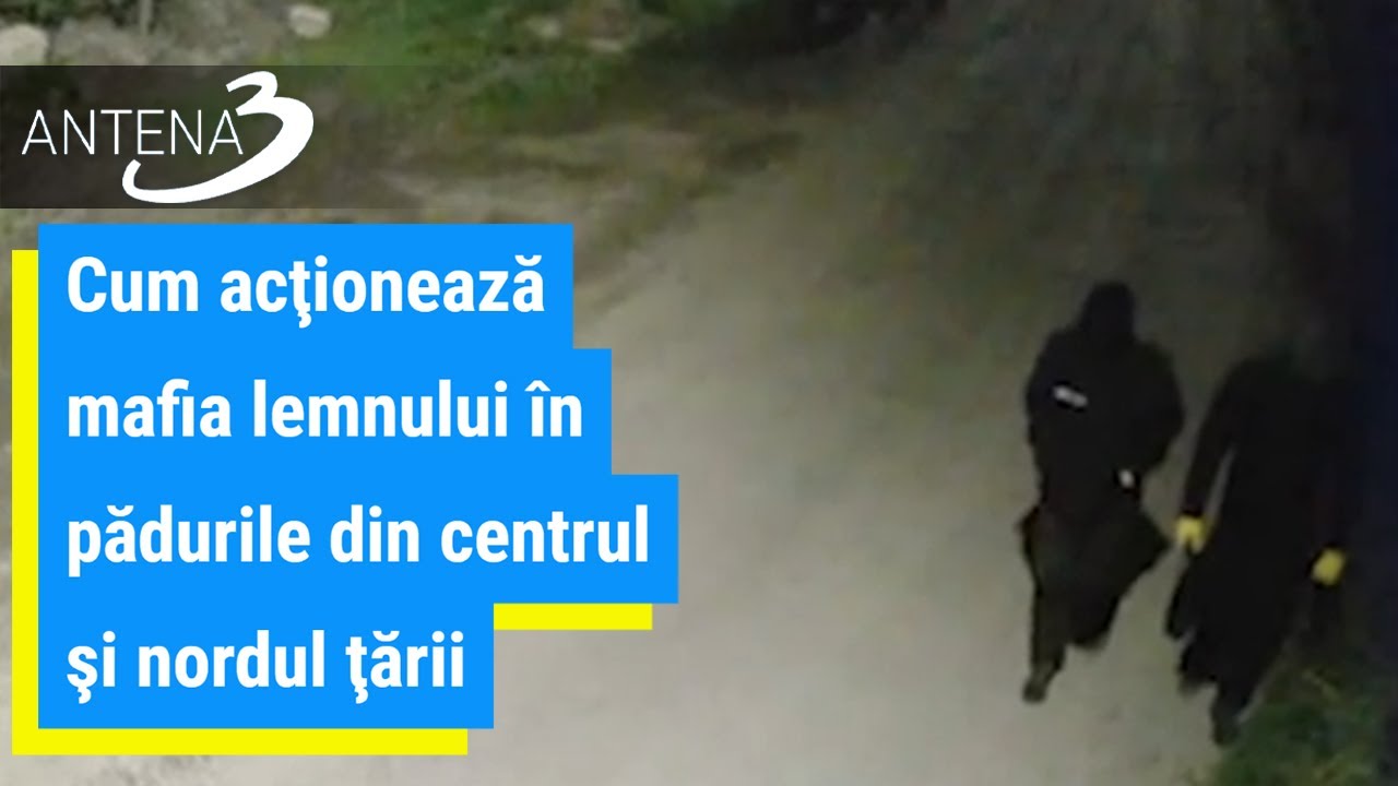 Cum acţionează mafia lemnului &icirc;n pădurile din centrul şi nordul ţării