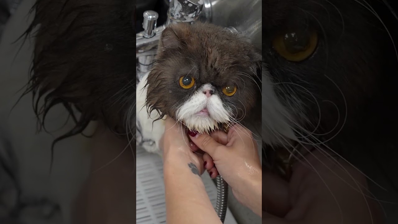 Persian Cat Grooming Gone Hilariously Wrong (and Right)