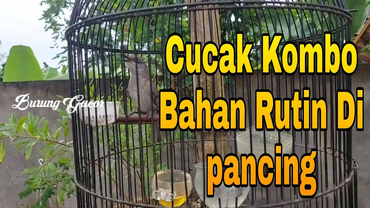 Cucak Kombo Gacor Suara Keras Cocok Untuk Masteran Dan PAncingan Burung Cucak Kombo Muda