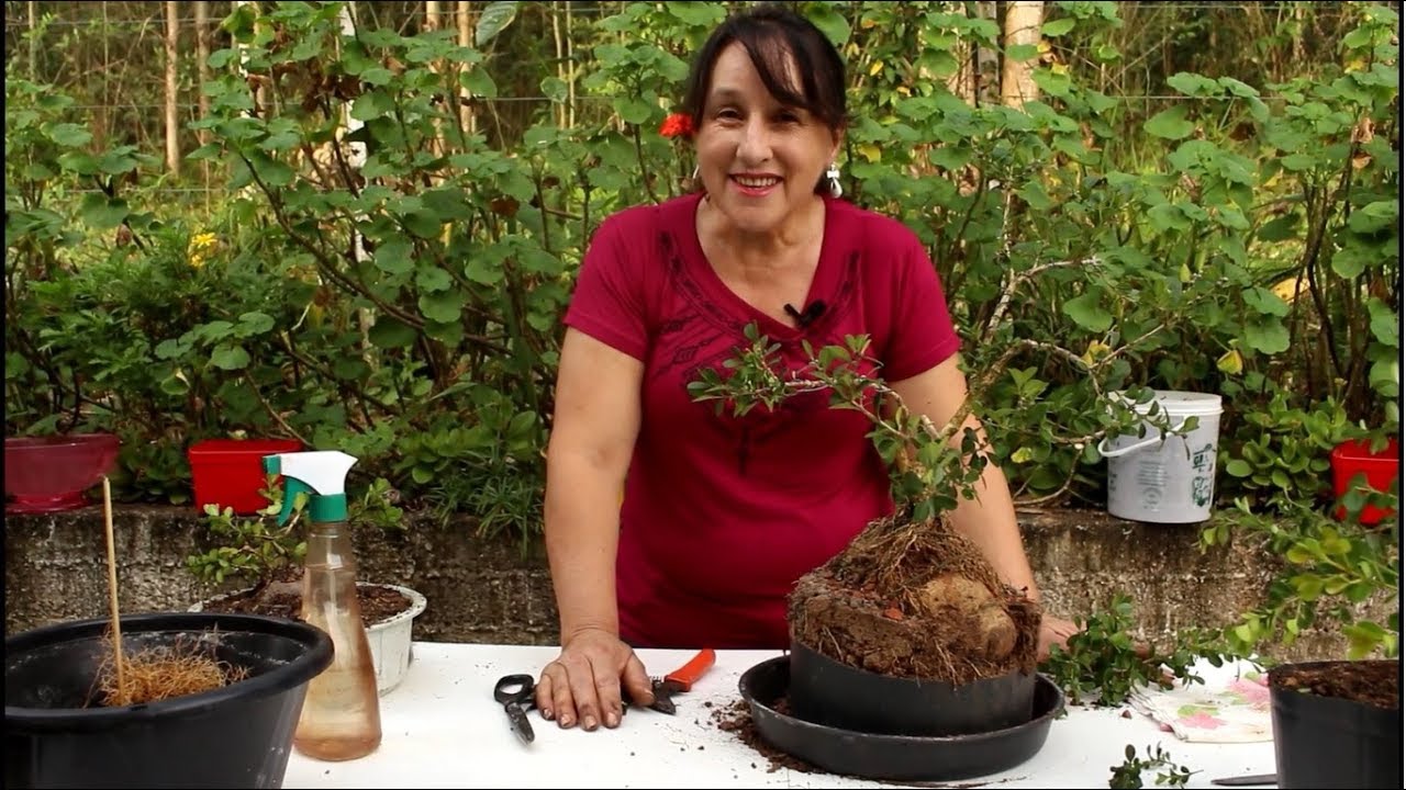 COMO PLANTAR BEBÊ BONSAI NA PEDRA