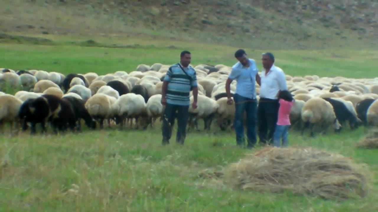 sevkar köyü, bingöl,kaval sesi. ( Fatih Gezer )
