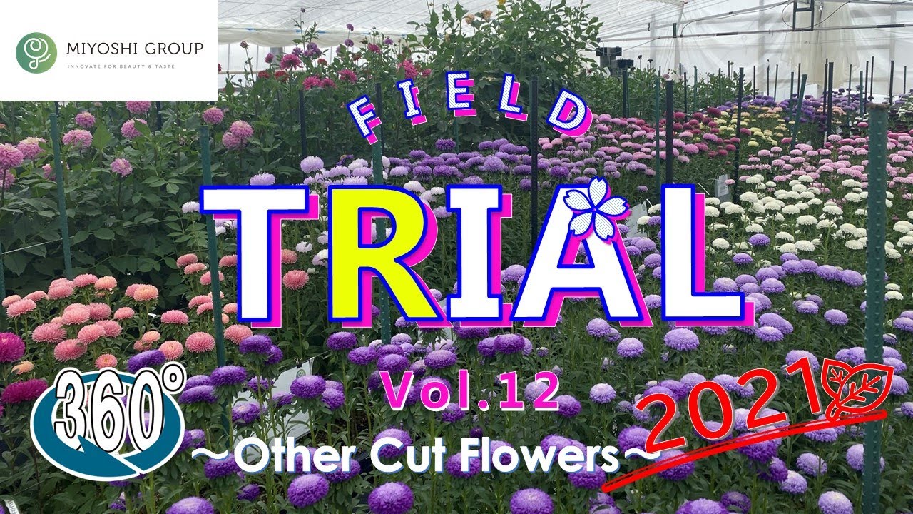 【360 degree VR】MIYOSHI Field Trial 2021 Other Flowers vol.012