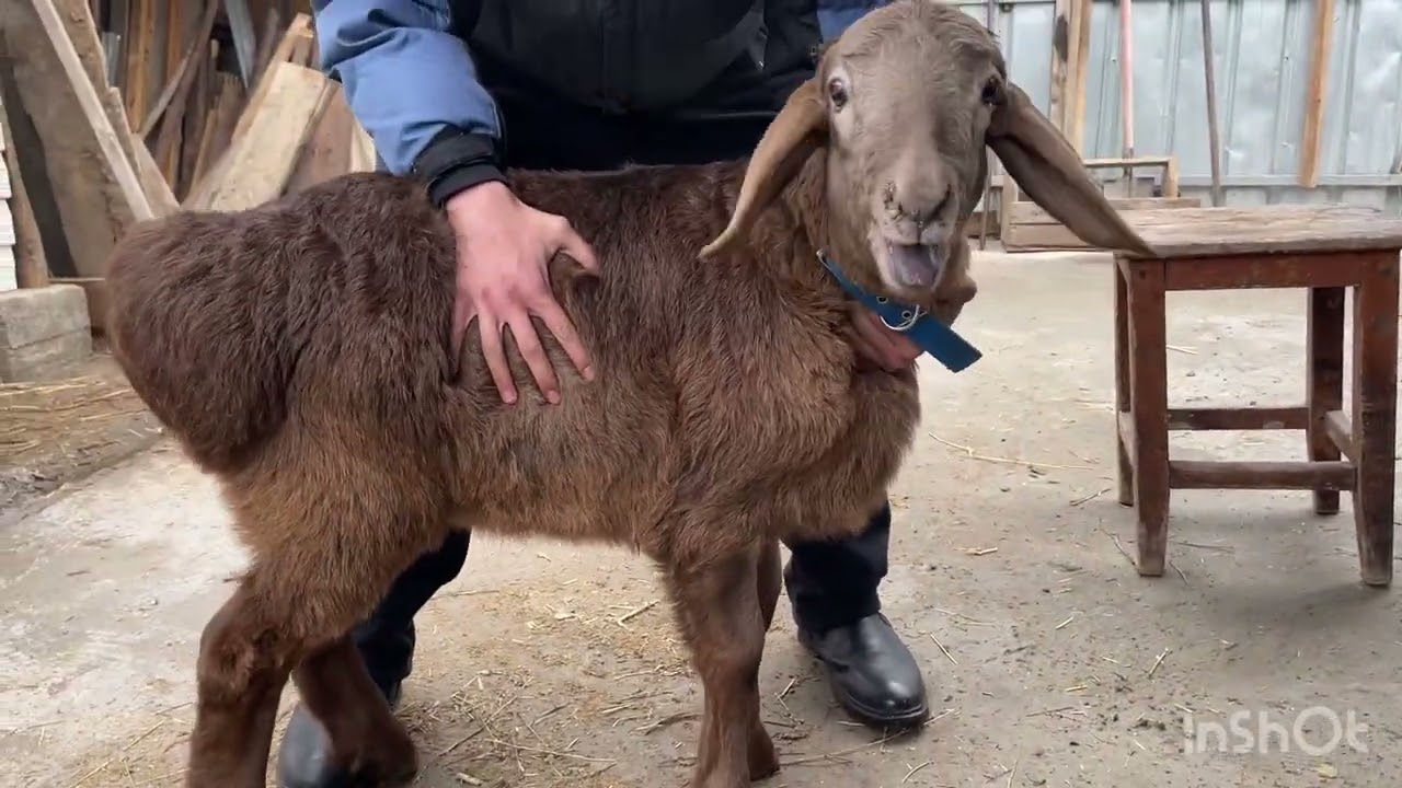 20.02.2026 Кондор и Гармония 2 месяца, контрольное взвешивание. 