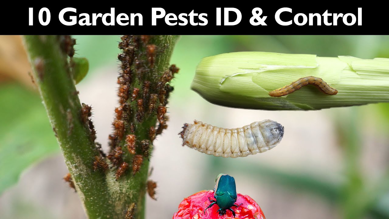 Garden Insect Control - How To Control Garden Pests Without Insecticide / Pesticide - Gardening Tips