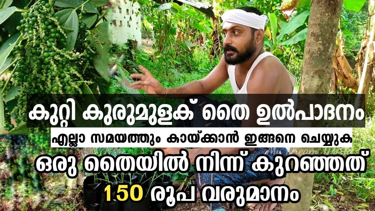 വലിയ കഷ്ടപ്പാടില്ലാതെ പണം സമ്പാദിക്കാം.കുറ്റികുരുമുളക് | Kutti kurumulaku | Bush pepper,Black pepper
