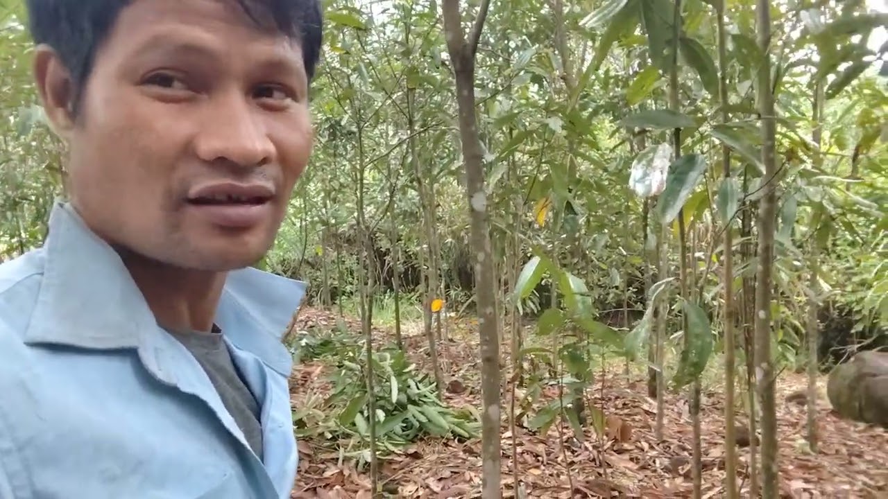 Đi thăm vương quế gặp rất nhiều bệnh tua mực 