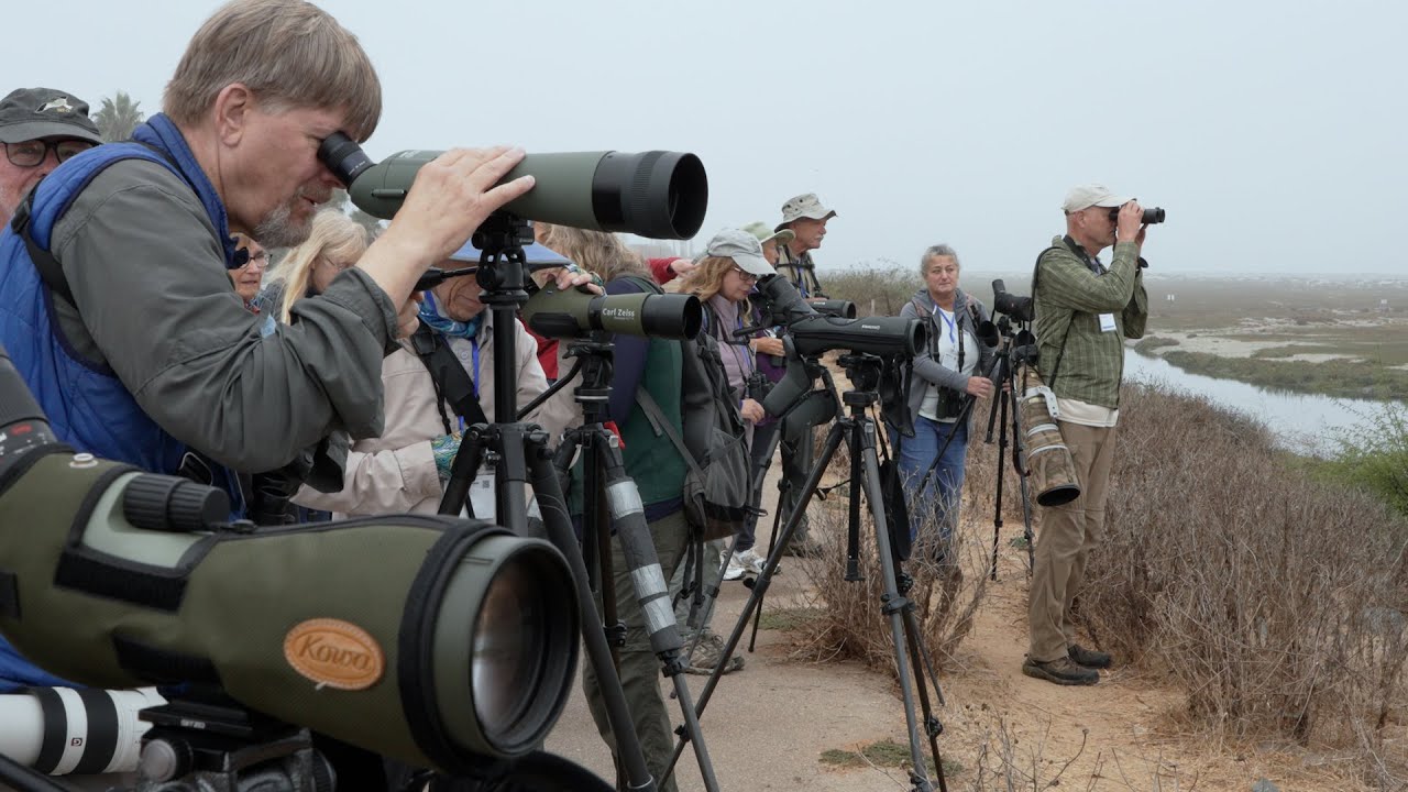 WFO: The Ultimate Birding Community You&rsquo;ve Been Missing Out On