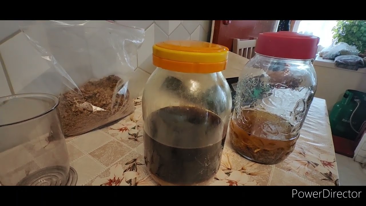 Robimy propolis, pozyskujemy kit - zdrowotna nalewka
