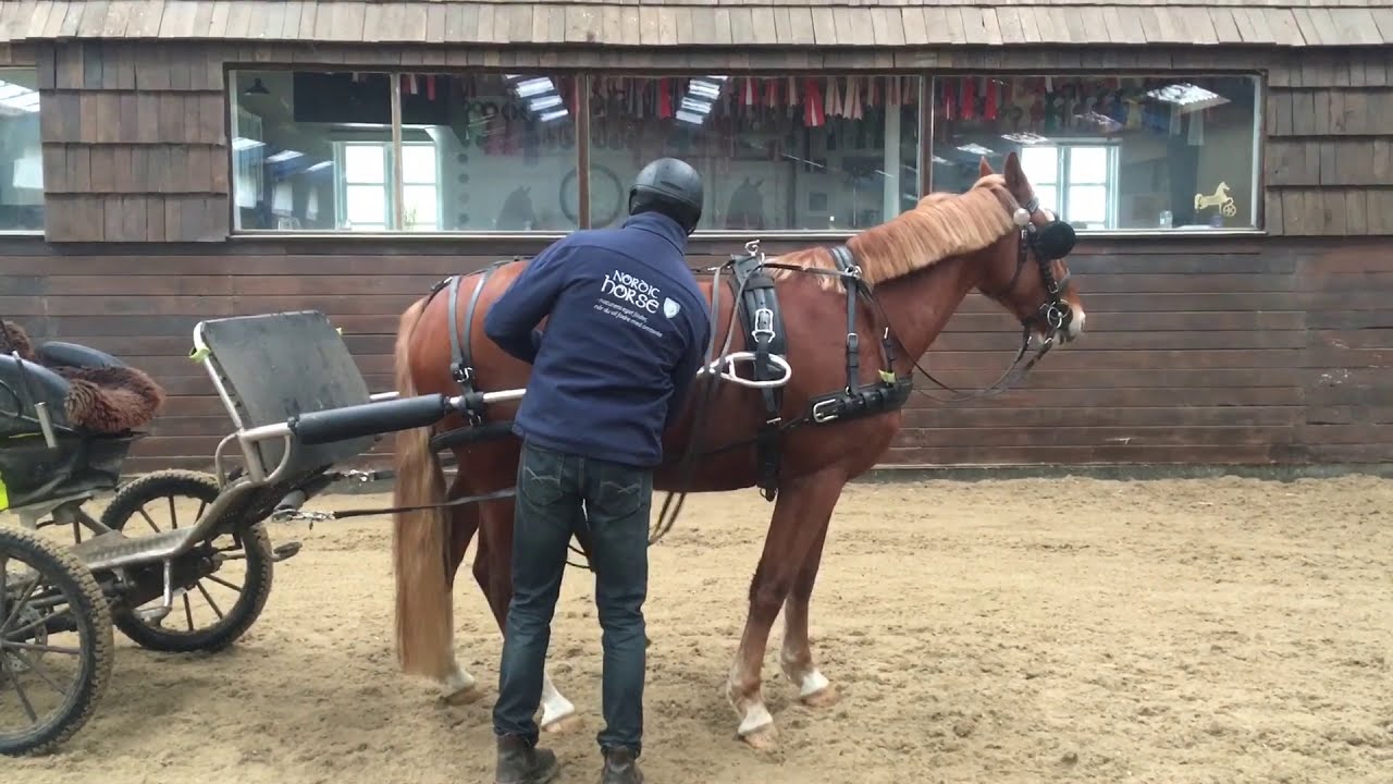 En typisk udfordring med den unge køre hest